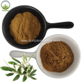 High Quality Olive Leaf Extract Powder Oleuropein